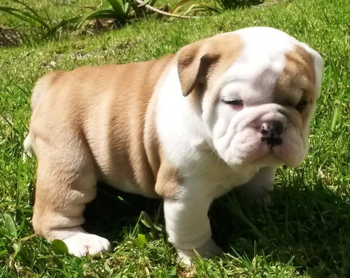 Cachorro Bulldog Ingles 11