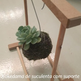 Folhagem Suculenta Plantada No Kokedama Com Suporte Madeira