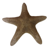 Estrella De Mar Caracol Marino Pecera Baño