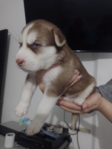 Cachorros Huskies 