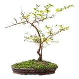 Bonsai De Ligustrina Añejo En Maceta De Cerámica