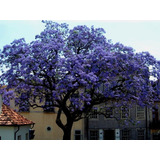 1.000 Semillas De Arbol Kiri Paulownia Tomentosa 