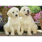 Golden Retriever Hembras Unicas Crianza Respetuosa Cachorros