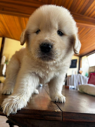 Golden Retriever Filhotes Alto Padrão 