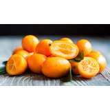 Limon Kumquat C/semilla Arbolito Frutal Injertado Productor
