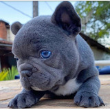 Bulldog Frances Cachorro Exotico Macho Blue Ojos Azules 