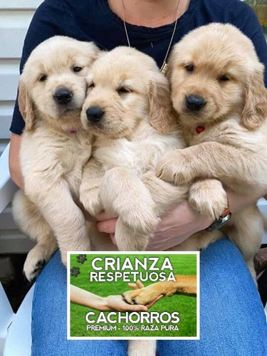 Cachorras Golden Retriever Hembras Con Libreta Y Vacunas