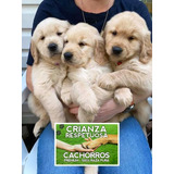 Cachorras Golden Retriever Hembras Con Libreta Y Vacunas