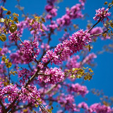 10 Sementes Judas Tree Cercis Siliquastrum Bonsai P/ Mudas