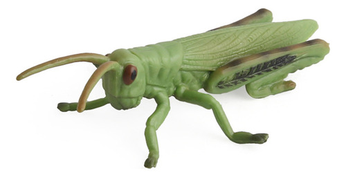 Modelo De Insectos De Simulación De 8 Piezas Para Educación