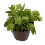 Planta Venus Flytrap - Carnívora - Dionaea - Maceta 2