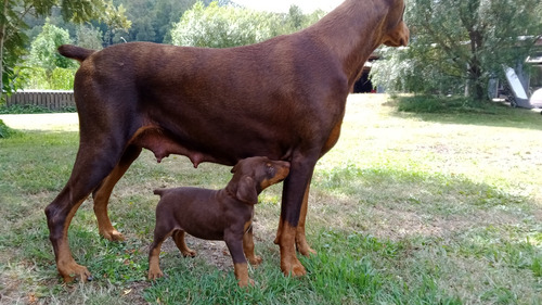 Cachorros Doberman