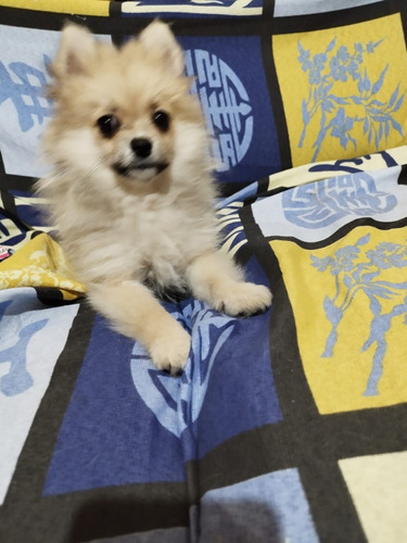 Lulu Dá Pomerânia Spitz Alemão 