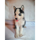 Cachorro Husky Siberiano Excelente Genetica