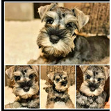 Schnauzer Miniatura Sal Y Pimienta Macho