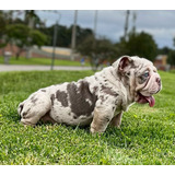 Cachorra Bulldog Inglés Hembra Lilac Try