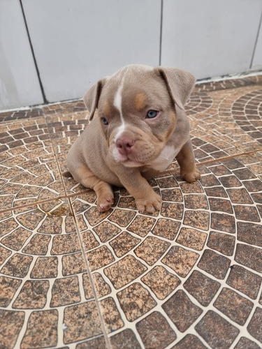 Filhotes American Bully Pocket Tri Lilac