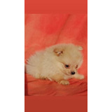 Venta Cachorros Pomerania Lulu Precio Cali Bogota Medellin 