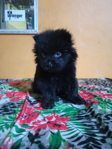 Filhote Chow Chow Fêmea Preto Disponivel