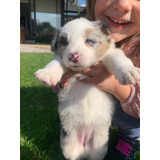 Vendo Border Collie Blanco Negro Y Mirlo 