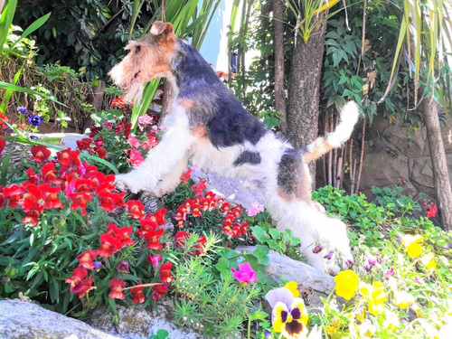 Cachorros Fox Terrier Wire Fca 