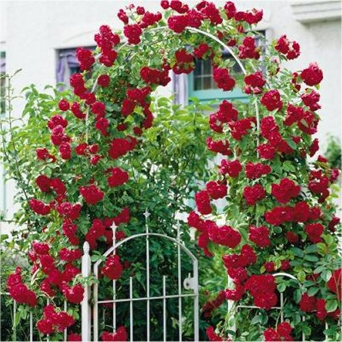 150 Sementes Rosa Trepadeira Dark Red - Jardim Decoração