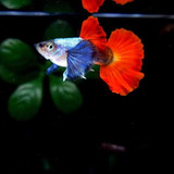 Guppy Red Platinium Dumbo (casal)