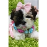 Linda Filhote De Shih Tzu Com Pedigree