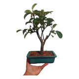 Bonsai De Maçã 15 Anos Florindo Fertilizada Fotos Reais 