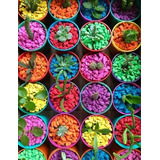 Piedras Decorativas Acuario Souvenirs Cactus Decoración X 1k