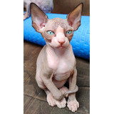 Gatos Sphynx Esfinge Egipcios Enteros Increíbles 