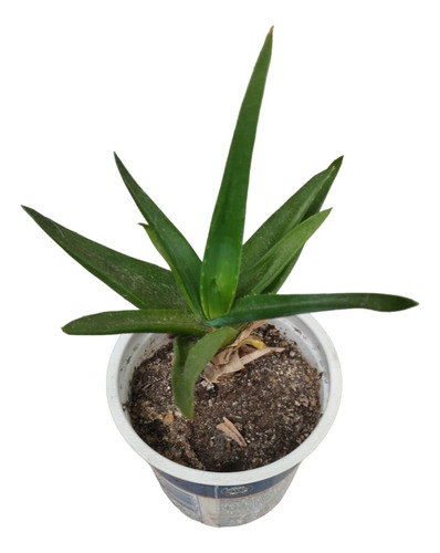 Aloe Planta, Precio Por Unidad