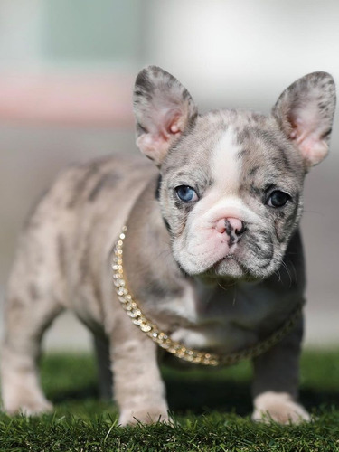 Bulldog Francés Merle Ojos Azules Puppiesarg