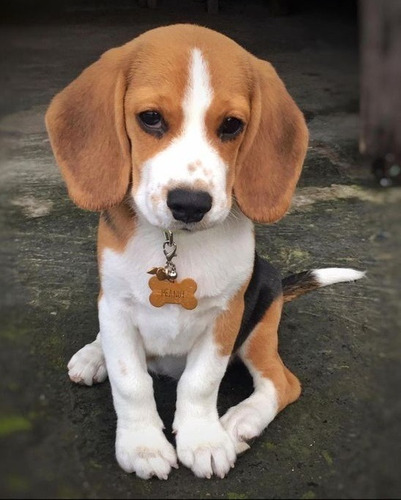 Cachorro Beagle Perrito Begle Puppy Bigol