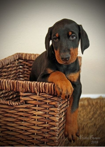 Cachorros Doberman Perrito Doverman Puppy Dobermen