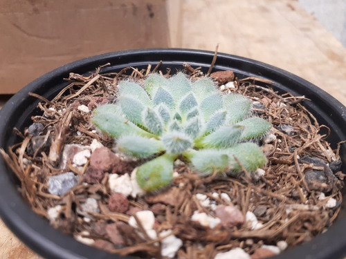 Echeveria Setosa Azul ( Suculenta ) Haworthia Mercado Envío