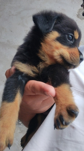 Cachorro Rottweiler De 2 Meses - Hembra 