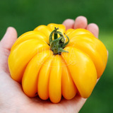 Semillas Tomate Florentine Beauty! Variedad Reliquia Italia