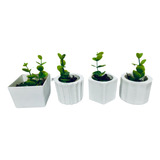 Kit Mini Vasinhos Decorativos Com Plantinhas Suculenta
