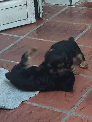 Yorkies Terriers 