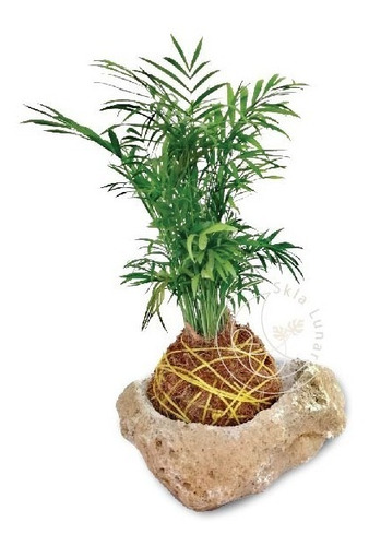 Kokedama  Palma De Bambú