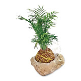 Kokedama  Palma De Bambú