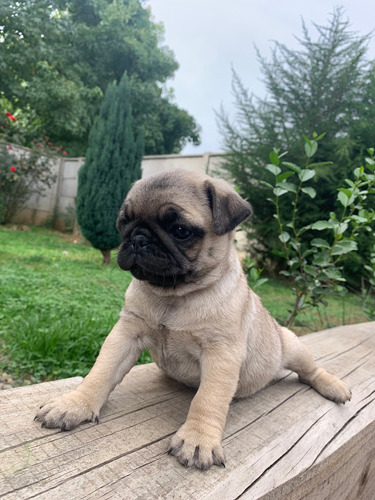 Pug