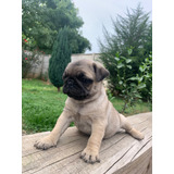 Pug