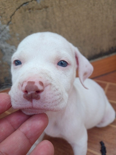 Filhotes De Pit Bull Terrier 