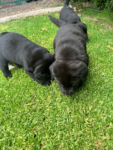 Cachorros Labrador