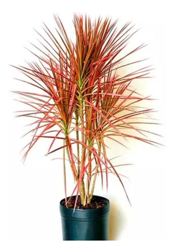 Dracena Multicolor -h E R M O S A - E.gratis Amba