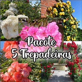 5 Mudas Rosas Trepadeiras Cores Diversas