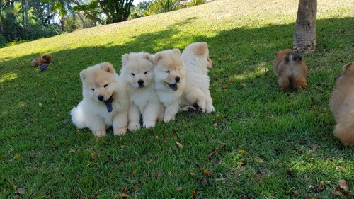 Chow Chow Os Mais Belos Filhotes 