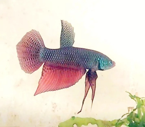 Betta Selvagem Smaragdina Trio